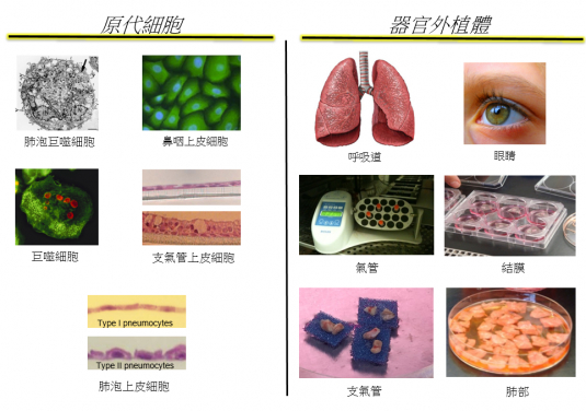 Primary cells and organ explants used in this study.